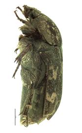   Protaetia fusca  female; photo by E.L. Engasser 