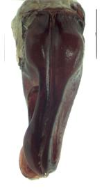   Protaetia fusca  male genitalia, caudal view; photo by E.L. Engasser 