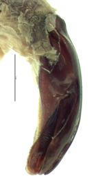   Protaetia fusca  male genitalia, lateral view of left side; photo by E.L. Engasser 