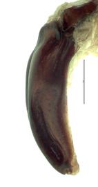   Protaetia fusca  male genitalia, lateral view of right side; photo by E.L. Engasser 