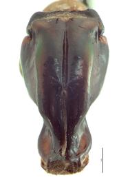   Protaetia orientalis  male genitalia, caudal view; photo by E.L. Engasser 