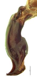   Protaetia orientalis  male genitalia, lateral view; photo by E.L. Engasser 