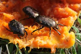   Protaetia orientalis  feeding on papaya; photo by E.L. Engasser 