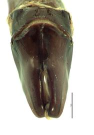   Protaetia pryeri  male genitalia, caudal view; photo by E.L. Engasser 