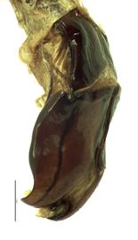   Protaetia pryeri  male genitalia, lateral view of left side; photo by E.L. Engasser 