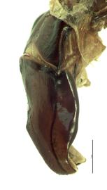   Protaetia pryeri  male genitalia, lateral view of right side; photo by E.L. Engasser 