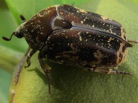   Protaetia fusca  adult on foliage in Hawaii; photo by C. Campora 