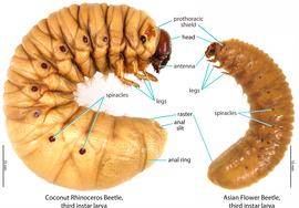   Oryctes rhinoceros  (coconut rhinoceros beetle) larva in comparison with  Protaetia orientalis  (Asian flower beetle); photo by M.L. Jameson 