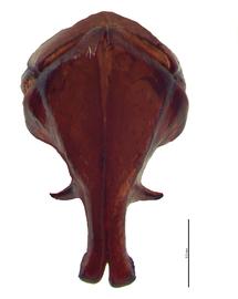   Ligyrus gibbosus  male genitalia, caudal view; photo by E.L. Engasser 