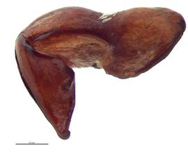   Ligyrus gibbosus  male genitalia, lateral view; photo by E.L. Engasser 