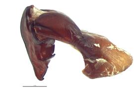   Tomarus subtropicus  male genitalia, lateral view; photo by E.L. Engasser 