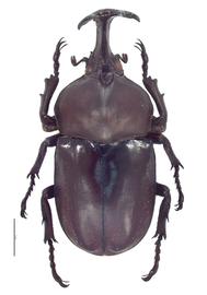   Trypoxylus dichotomus  male; photo by E.L. Engasser 