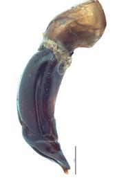   Trypoxylus dichotomus  male genitalia, lateral view; photo by E.L. Engasser 