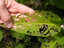  characteristic  Adoretus sinicus  leaf damage on wax apple; photo by M.L. Jameson 