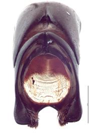   Xylotrupes ulysses  male genitalia, caudal view; photo by E.L. Engasser 