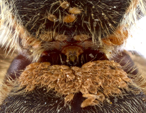 Anoetus phoretic deutonymphs on bee Halictus parallelus