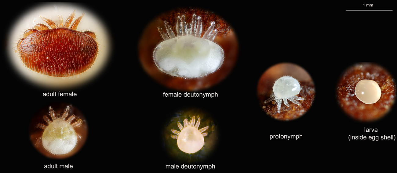 Life stages of Varroa destructor (Mesostigmata); four individual photos by Gilles San Martin/Flickr; male deutonymph and larva photos by MrJEberhardt/Youtube