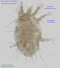  Fig. 1.  Acarapis externus  female, dorsal view.
