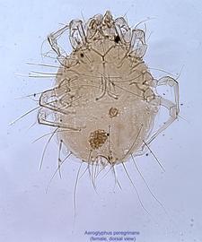  Fig. 1.  Aeroglyphus peregrinans  female, dorsal view. 