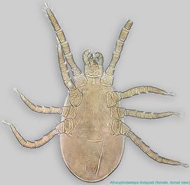  Fig. 1.  Afrocypholaelaps lindquisti  female, dorsal view. 