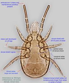 Fig. 1.  Ameroseius  sp. female, dorsal view.