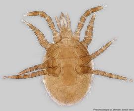  Fig. 1.  Pneumolaelaps  sp. (ex  Bombus crotchii;  CA) female, dorsal view. 