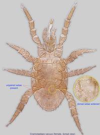  Fig. 1.  Cosmolaelaps vacuus  female, dorsal view. 