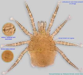  Fig. 1.  Neocypholaelaps  sp. female, dorsal view. 