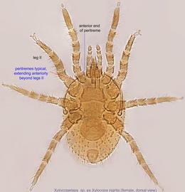  Fig. 1.  Xylocolaelaps  sp. (ex  Xylocopa nigrita ) female, dorsal view. 