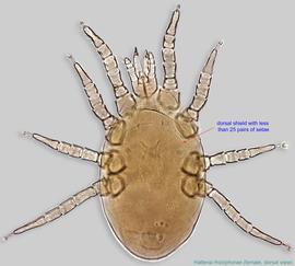  Fig. 1.  Hattena rhizophorae  female, dorsal view. 