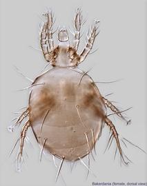  Fig. 1.  Bakerdania  female, dorsal view. 