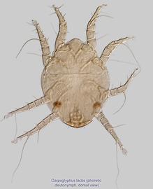  Fig. 1.  Carpoglyphus lactis  phoretic deutonymph, dorsal view. 