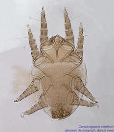  Fig. 1.  Cerophagopsis skorikovi  phoretic deutonymph, dorsal view; bright field. 