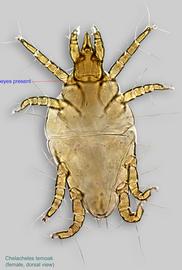  Fig. 1.  Chelacheles temoak  female, dorsal view. 