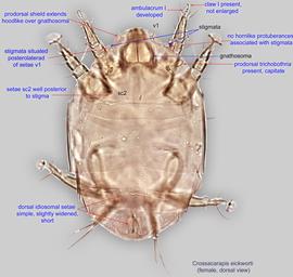  Fig. 1.  Crossacarapis eickworti  female, dorsal view. 