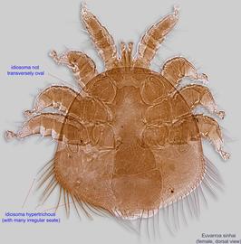  Fig. 1.  Euvarroa sinhai  female, dorsal view. 