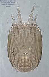  Fig. 1.  Forcellinia  sp. (ex  Tapinoma sessile ) phoretic deutonymph, dorsal view. 