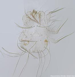  Fig. 1.  Glycycometus  sp. female, dorsal view. 