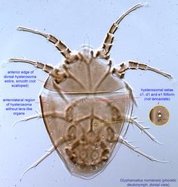  Fig. 1.  Glyphanoetus nomiensis  phoretic deutonymph, dorsal view. 