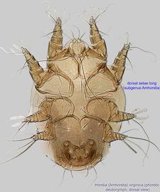  Fig. 1.  Horstia  ( Amhorstia )  virginica  phoretic deutonymph, dorsal view; bright field. 