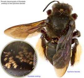  Fig. 13. Phoretic deutonymphs of  Horstiella snellingi  on bee  Epicharis fasciata;  photo by Lindsey Seastone & Laura Hartmann, ITP. 