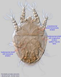  Fig. 1.  Horstiella armata  phoretic deutonymph, dorsal view. 