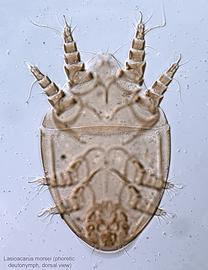  Fig. 1.  Lasioacarus morsei  phoretic deutonymph, dorsal view. 