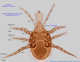  Fig. 1.  Macrocheles muscaedomesticae  female, dorsal view. 