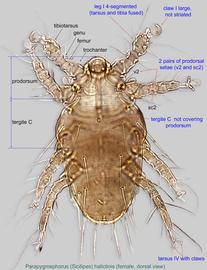  Fig. 1.  Parapygmephorus (Sicilipes) halictinis  female, dorsal view. 