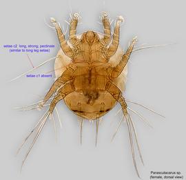  Fig. 1.  Parascutacarus  sp. female, dorsal view. 