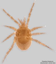  Fig. 1.  Parasitus fimetorum  deutonymph, dorsal view. 