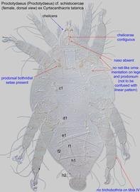  Fig. 1.  Proctotydaeus (Proctotydaeus)  cf.  schistocercae  (ex  Cyrtacanthacris tatarica ) female, dorsal view. 