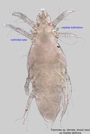  Fig. 1.  Pyemotes  sp. (ex  Hoplitis albifrons ) female, dorsal view .  