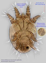  Fig. 1.  Ctenocolletacarus brevirostris  phoretic deutonymph, dorsal view. 